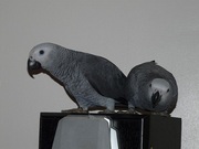  Африканский Серый попугай - ручные птенцы